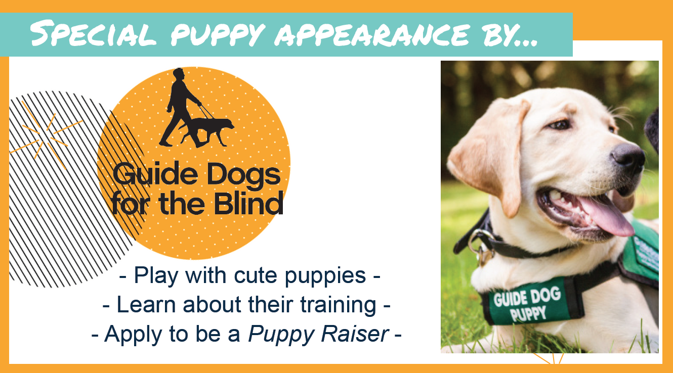meet & play with guide dogs for the blind puppies